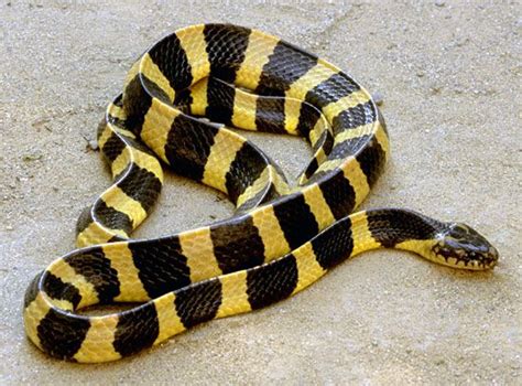 banded krait - Students | Britannica Kids | Homework Help