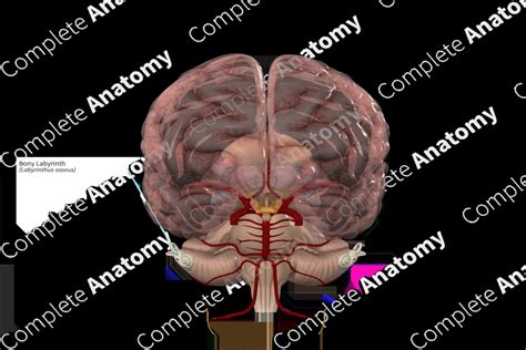 Bony Labyrinth | Complete Anatomy