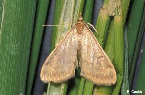 European Corn Borer Moth