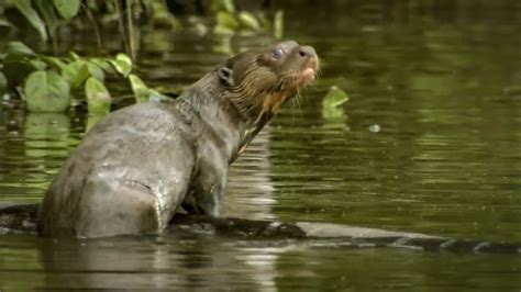 Spotting a Rare Giant Amazon Otter | Deadly 60 | Series 2 | BBC Earth ...