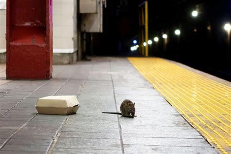 Meet the “outcast rats”: Those viral, ostentatious city rats are weird ...