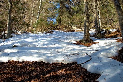 Winter in a forest near Flims in Switzerland 20.2.2021 Photograph by ...