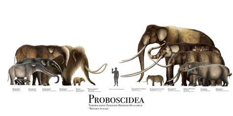 Proboscidea Size Chart by https://www.deviantart.com/prehistorybyliam ...