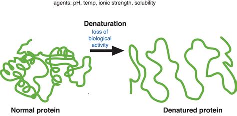 6.3: The Role of Proteins in Foods- Cooking and Denaturation - Medicine ...