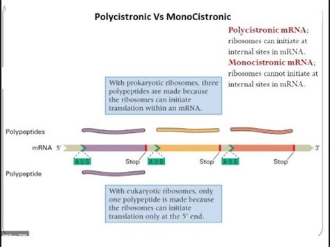 Polycistronic Vs Monocistronic || Prokaryotic mRNA Vs Eukaryotic mRNA ...