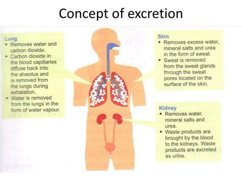 PPT - Chapter 3: Excretion PowerPoint Presentation, free download - ID ...