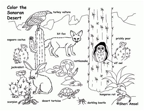 Desert Animals Coloring Pages - Coloring Home