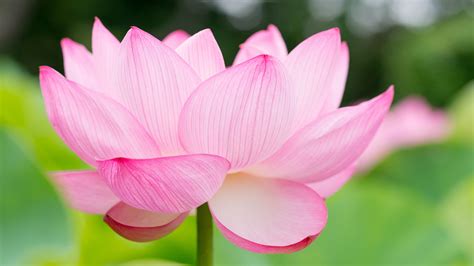 Lotus Flower Wallpapers, Pictures, Images