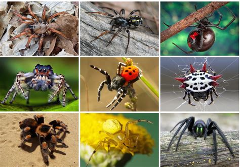 All about spiders | Welcome Wildlife