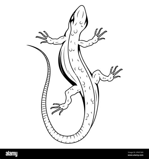 Lizard. Vector illustration of a sketch small reptile. Gecko logo Stock ...