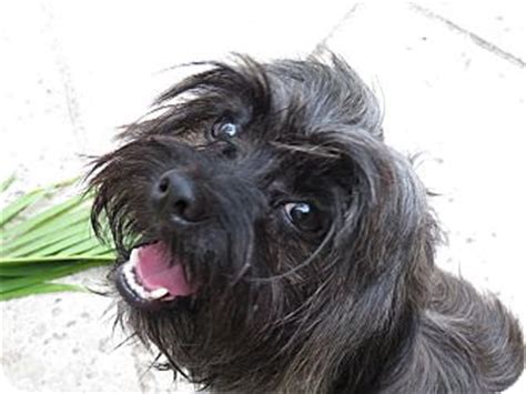 St Petersburg, FL - Affenpinscher Mix. Meet Merlin! a Dog for Adoption.