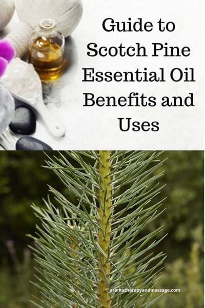 Pine Essential Oil Benefits and Uses In Aromatherapy - Approx Cosmetics