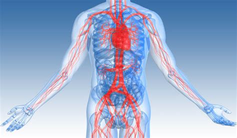 Vascular Surgery | Affordable Vascular Surgery | MedAdvisor.co