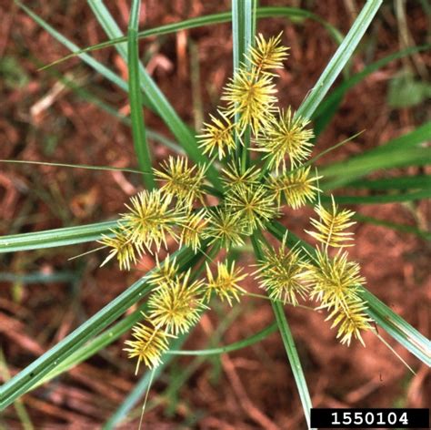 Cotton weed identification - Bugwoodwiki