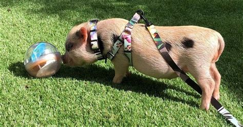 6 Great Toys To Get For Your Mini Pig | Pet Pig Pal