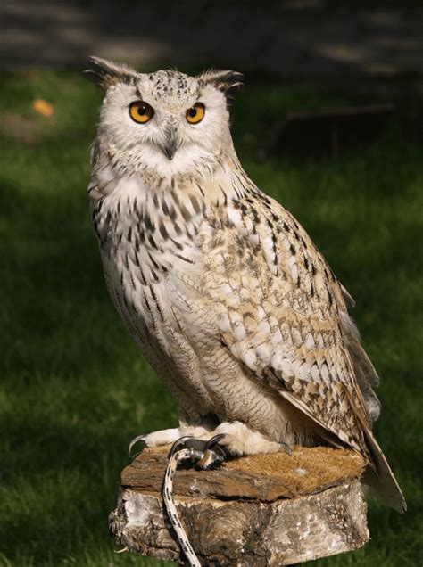 Eurasian Eagle Owl - Animal Corner