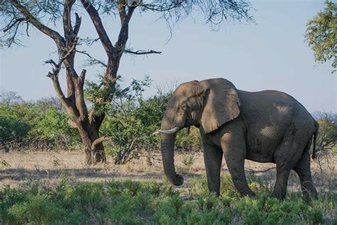 Nkhotakota Wildlife Reserve Malawi | Luxury Tours & Packages