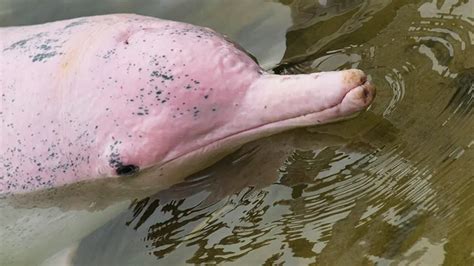 The Amazon Pink River Dolphin | Blog Machu Travel Peru