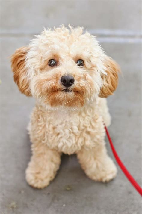 College Prep: Teddy | Toy poodle haircut, Cute dogs, Poodle dog