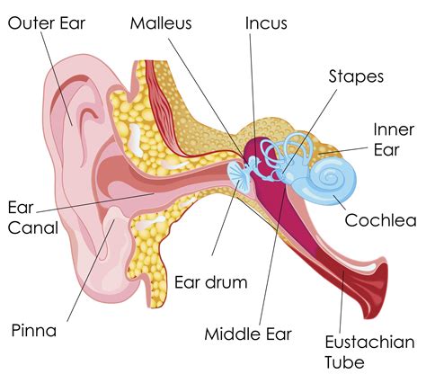 Inside Ear Canal