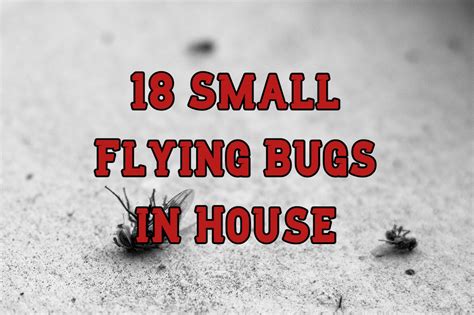 Why Do I Have Little Flying Bugs In My House | Psoriasisguru.com