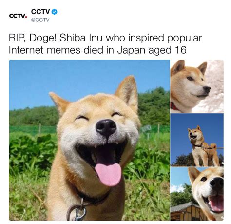 Doge RIP | Doge | Know Your Meme