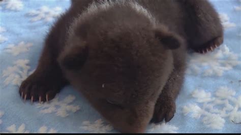 Adorable kodiak bear cubs - YouTube