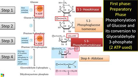 10 Steps of Glycolysis, Enzymes involved and Regulatory Enzymes of ...