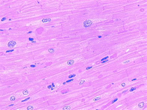 Cardiac Muscle Cells