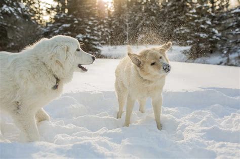 Dogs playing on snow covered field stock photo