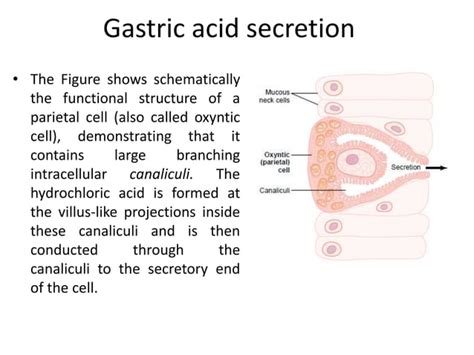 Digestive system (Digestive juice)/Function/Composition | PPT