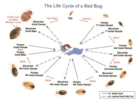 Bed Bug Life Cycle Explained | Empire Pest Control London