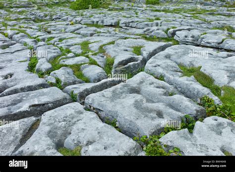 Limestone pavement glaciated karst landscape in The Burren, County ...