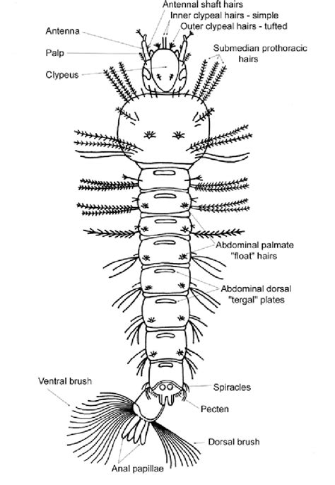 Anopheles Mosquito Eggs