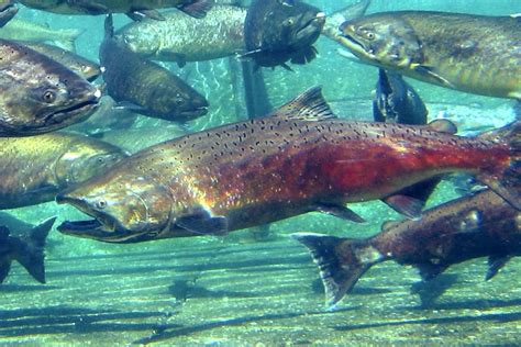 Data ‘Listening’ Offers a New Way to Track Salmon Migration | UVA Today