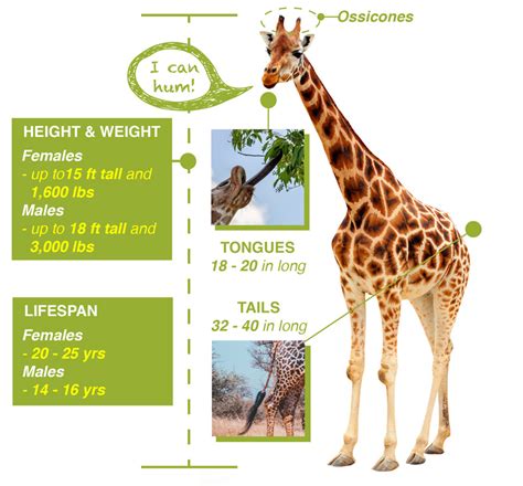 Giraffe Facts - Save Giraffes Now