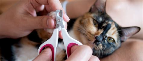 Can You Cut Dog Nails With Human Clippers