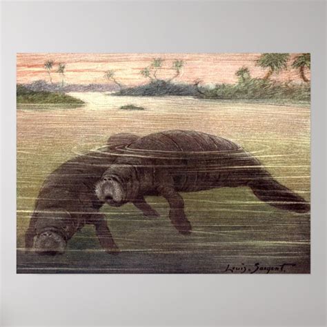 Vintage Manatees or Sea Cows, Marine Mammals Poster | Zazzle