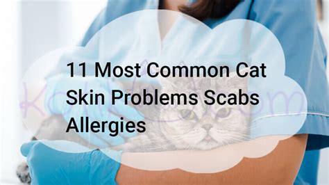 11 Most Common Cat Skin Problems Scabs Allergies - Kotikmeow