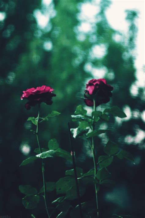 22 Amazing Roses Animated Gifs at Best Animations