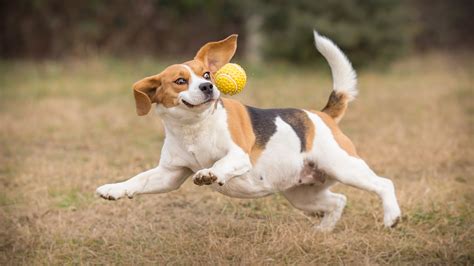 Perro Jugando | Beagle facts, Cute dogs, Cartoon dog