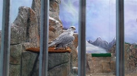 Gyrfalcon | Arctic habitat Velma Morrison Interpretive Cente… | Flickr