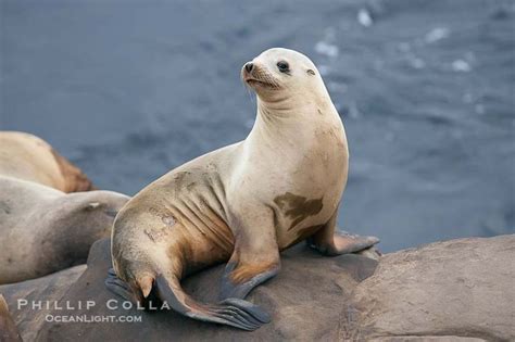 California Sea Lion Photo, Stock Photograph of a California Sea Lion ...