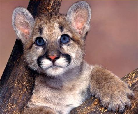 Photography Blog: Cute Baby Puma Photos