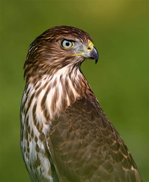 Urban Cooper's Hawks | BirdNote