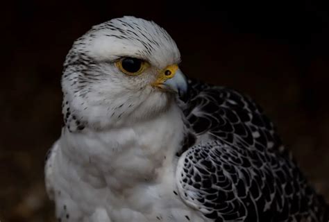 What can you hunt with Gyrfalcon? - Falconry Advice