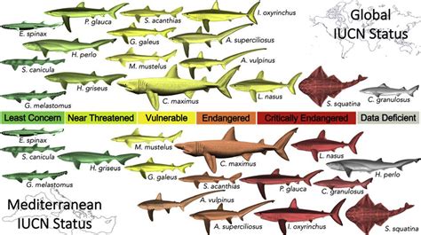 Official stats mask shark and ray species caught in the Mediterranean ...