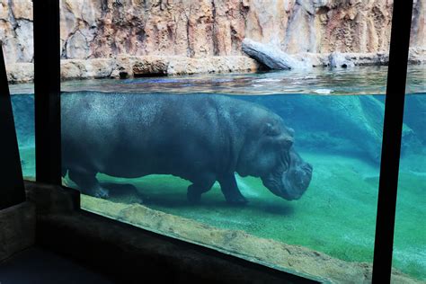 Zoo unveils new hippo habitat featuring large underwater viewing area