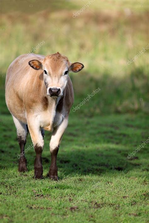 Brown Jersey Cow in a grassy field Stock Photo by ©jhansen2 126395970