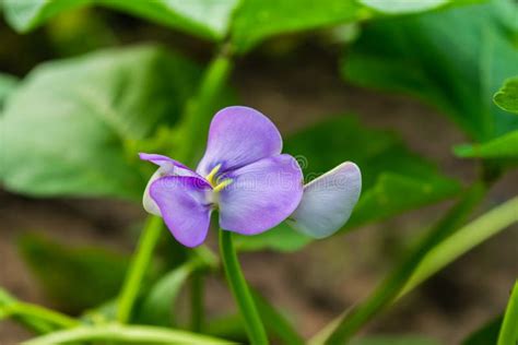 Bean flower in garden stock image. Image of plant, kidney - 99729455